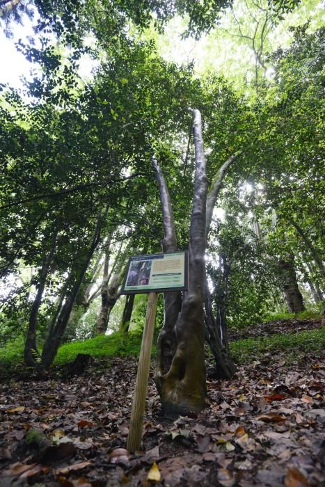 El Jardín Botánico de Lourizán, un pulmón verde