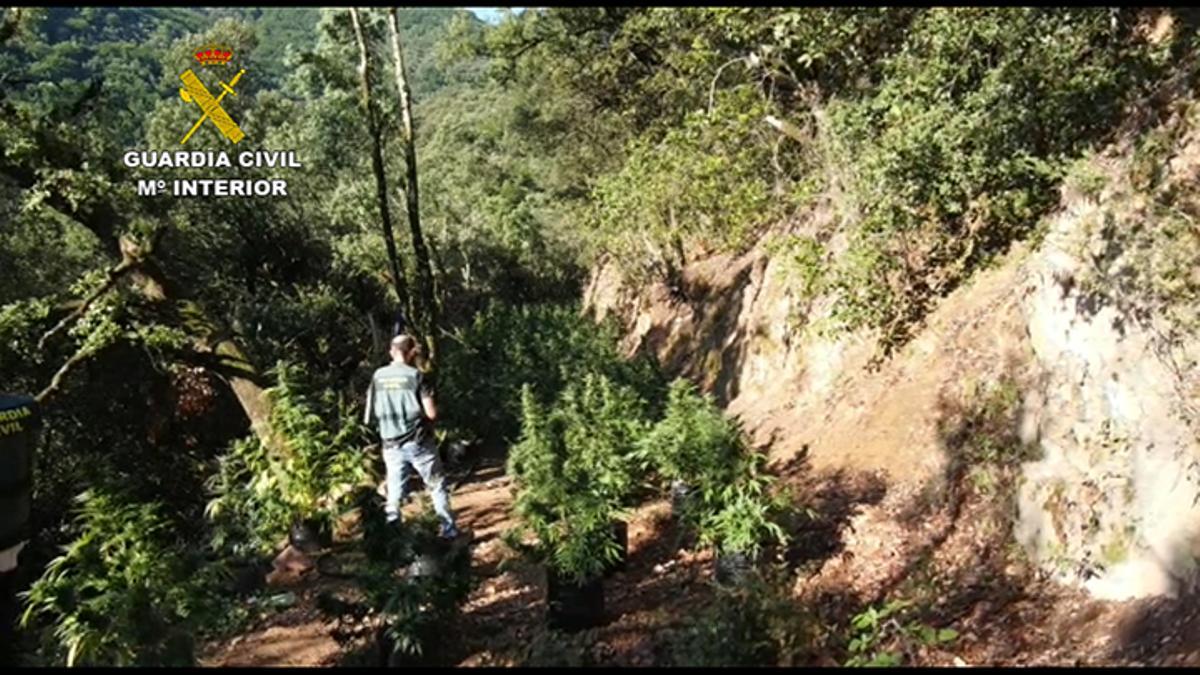Una de les plantacions de marihuana Una de les plantacions de marihuana