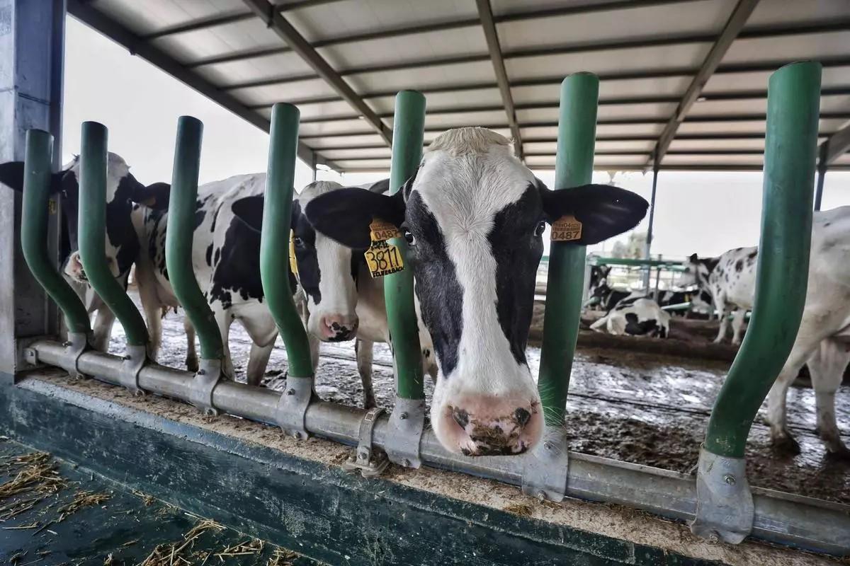 Milchkühe auf dem Hof Son Carbó in Campos.