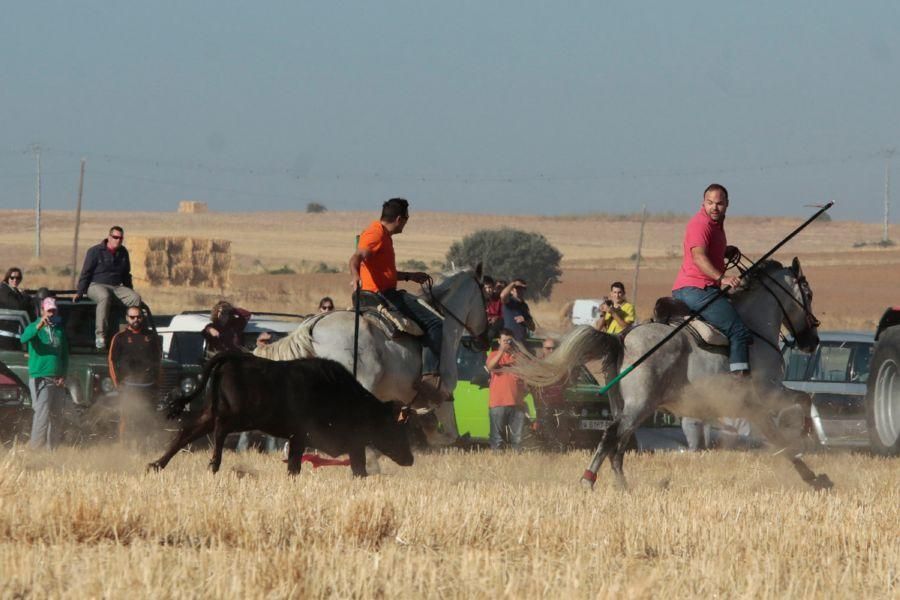 Fuentespreadas despide la temporada de encierros