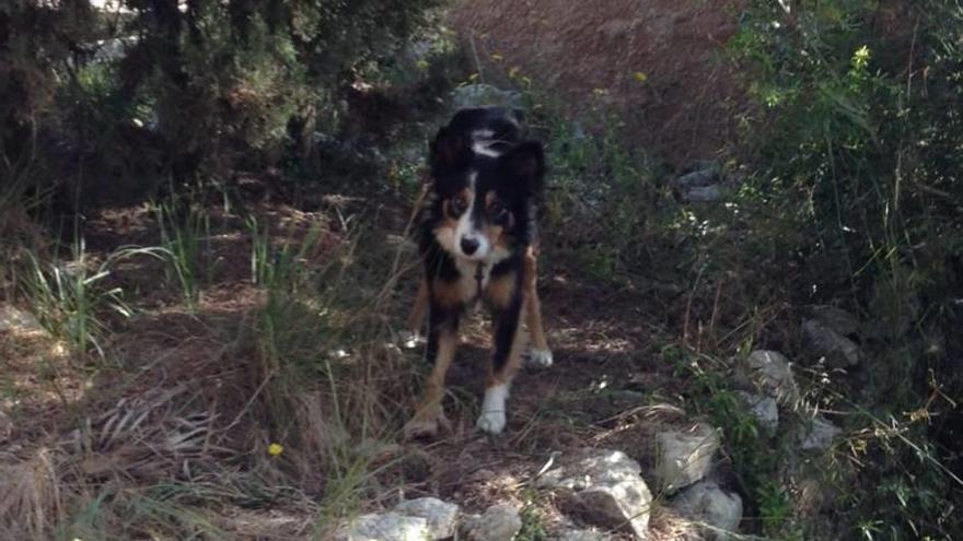 Capturan al perro que atacó a rebaños en Son Servera