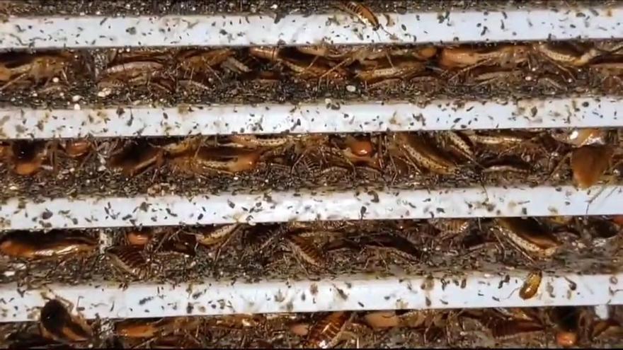 Verano récord de cucarachas: la demanda para exterminarlas crece un 40%