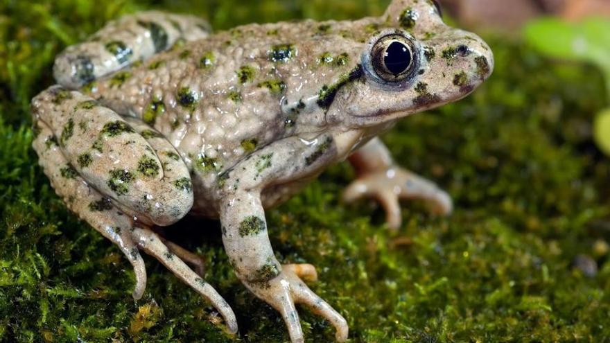 Localizan poblaciones de anfibios amenazados en la Sierra de la Pila.