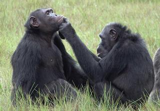 Los chimpancés curan sus heridas con ungüento de mosquitos masticados