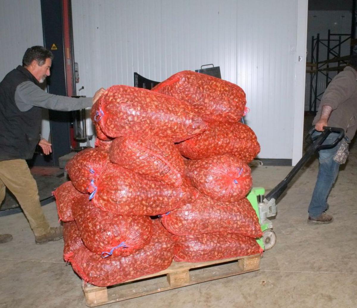 Un alistano salvará la campaña de castañas con la recogida de 600 toneladas 