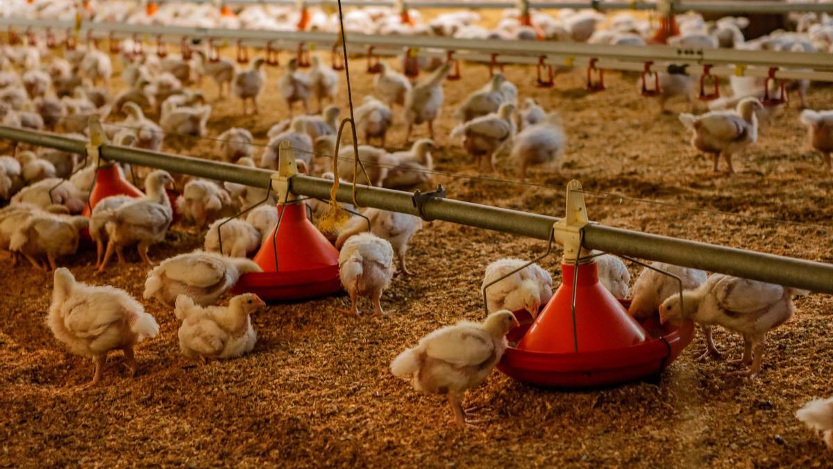 La importación de pollo desde Marruecos, otro golpe para más de 300 granjas extremeñas