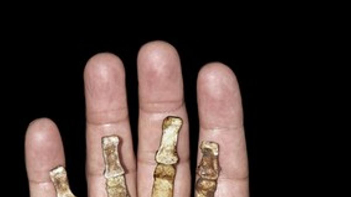 El esqueleto de la mano derecha del 'Australopithecus sediba' comparada con la de un humano.