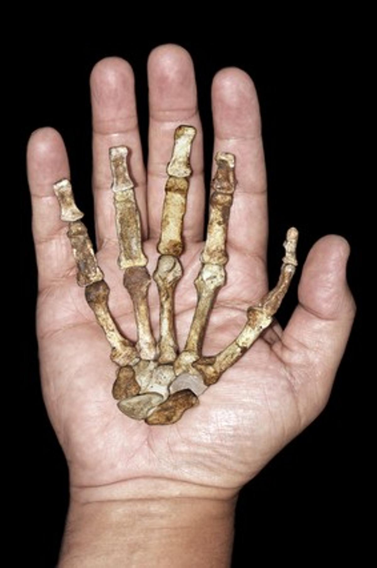 El esqueleto de la mano derecha del 'Australopithecus sediba' comparada con la de un humano.
