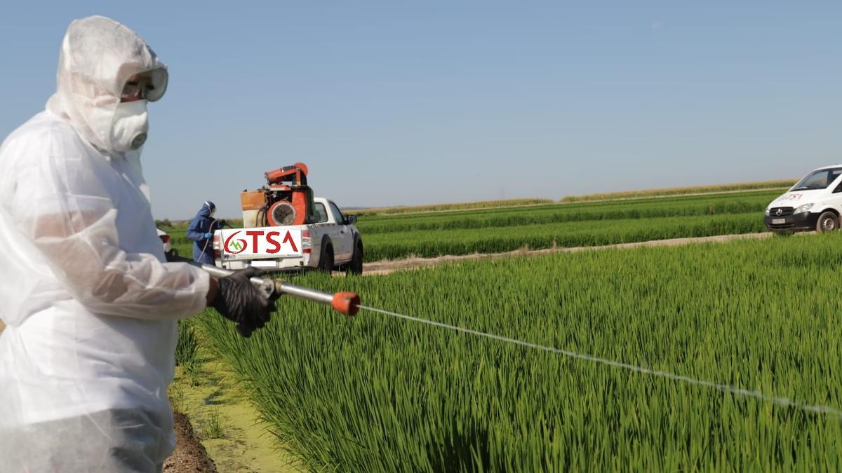 Tratamiento en los arrozales realizado por GTSAmbiental.