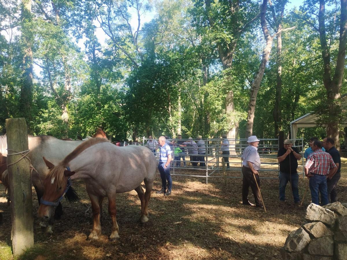 La feria sin vacas de San Pedro de Mallecina, en Salas, en imágenes