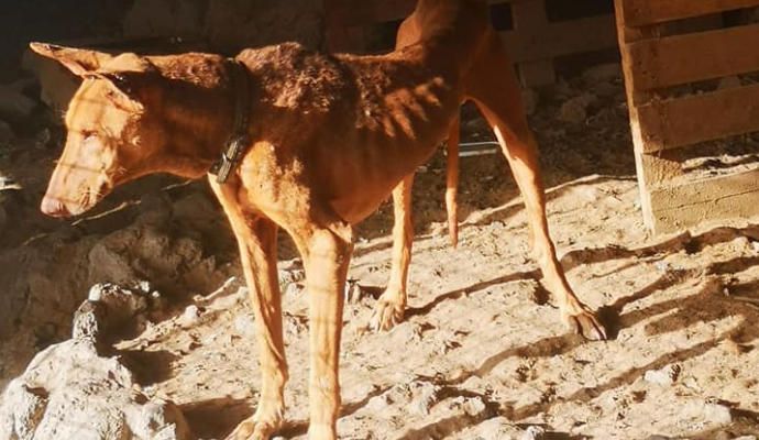 Retiran cinco perros en pésimas condiciones.