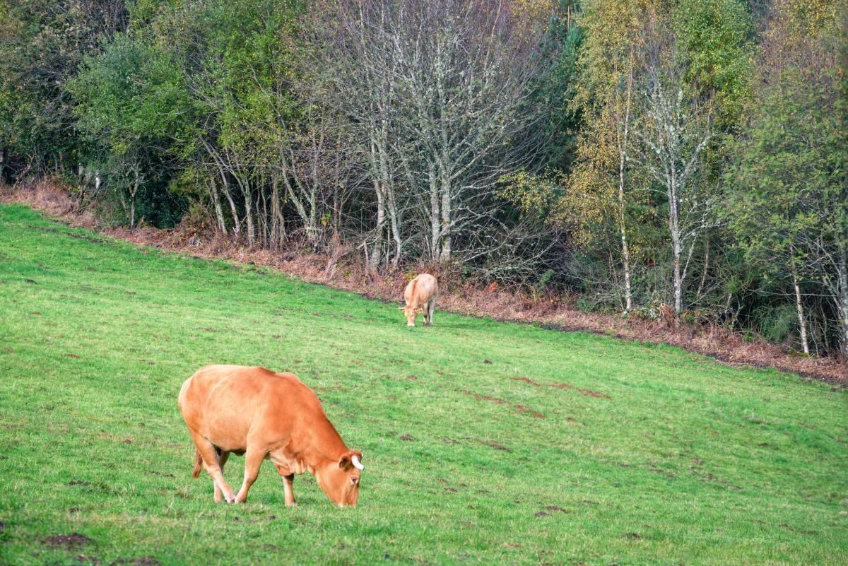 Vacas pastando en O Courel.