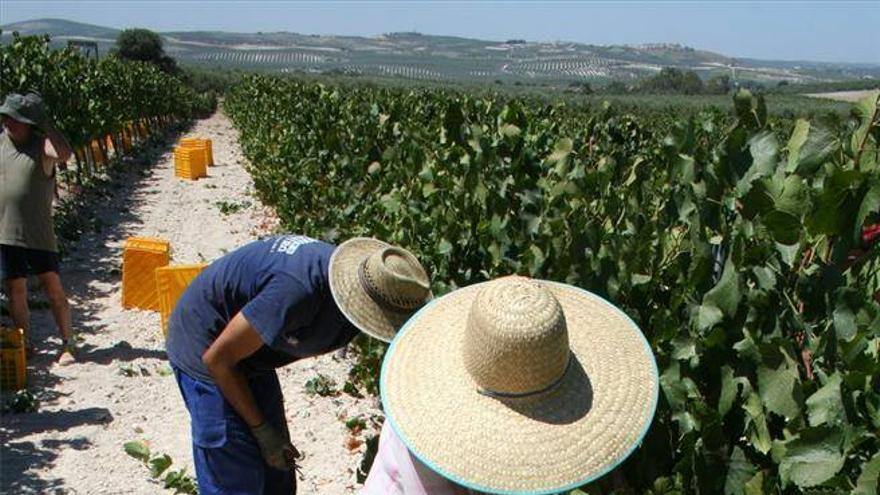 El intenso calor protagoniza la primera jornada de vendimia