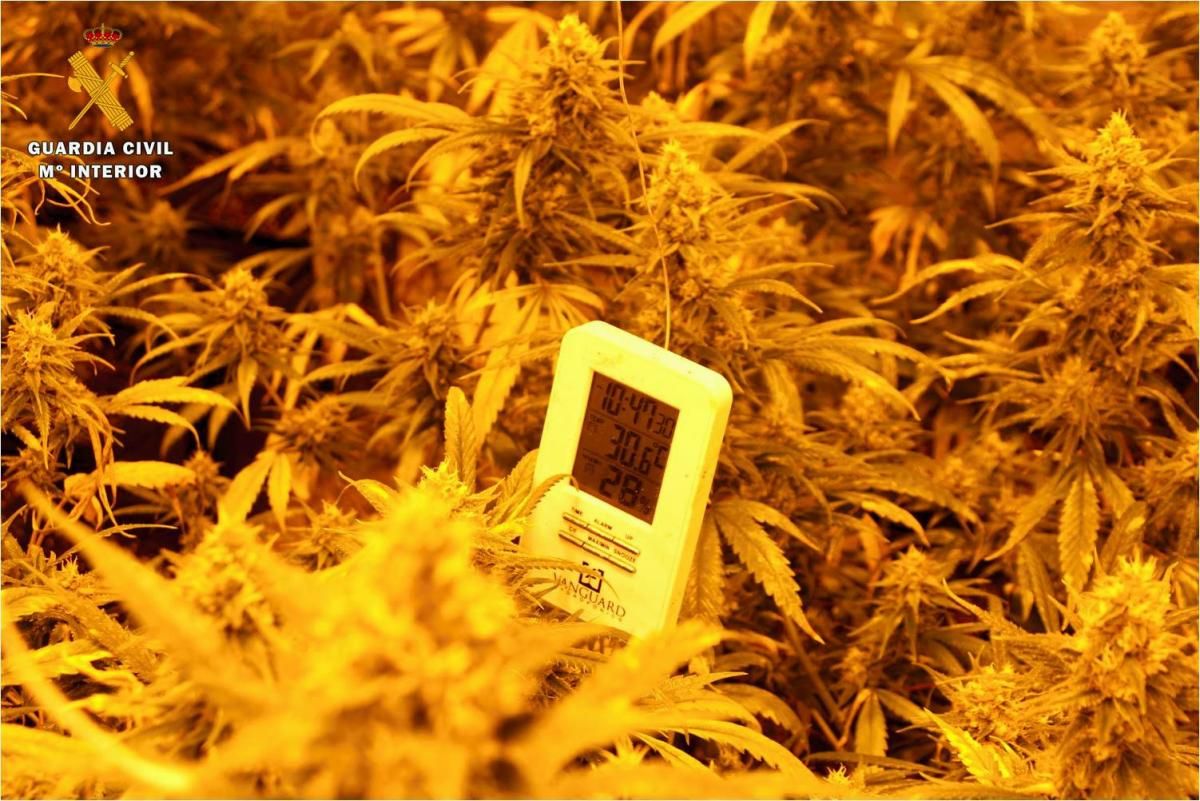 Cinco arrestados en Zaragoza en una redada contra el cultivo ‘indoor’ de marihuana