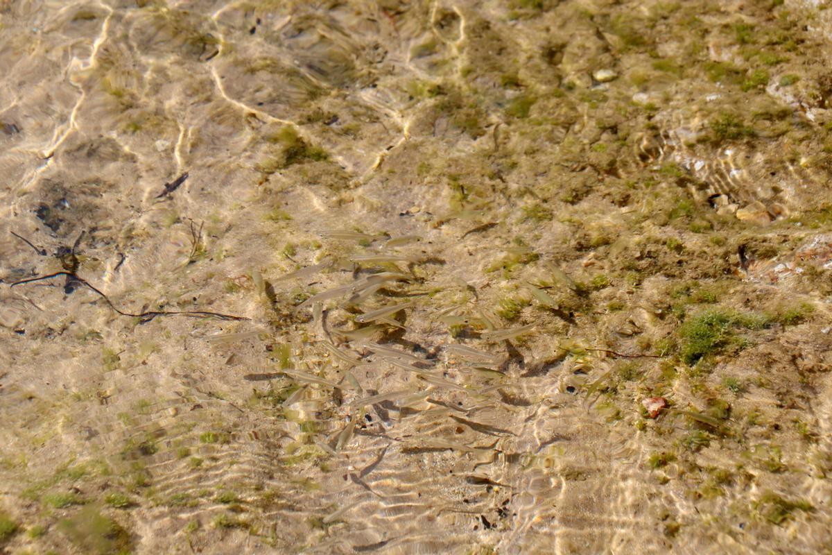 Peixos i algues a la Cala Bona de Tossa de Mar Peixos i algues a la Cala Bona de Tossa de Mar