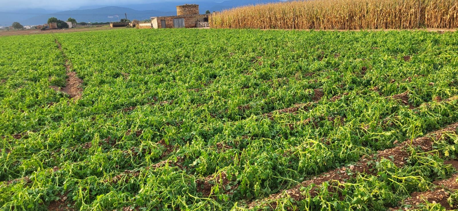 Una granizada destroza el cultivo de la patata en sa Pobla