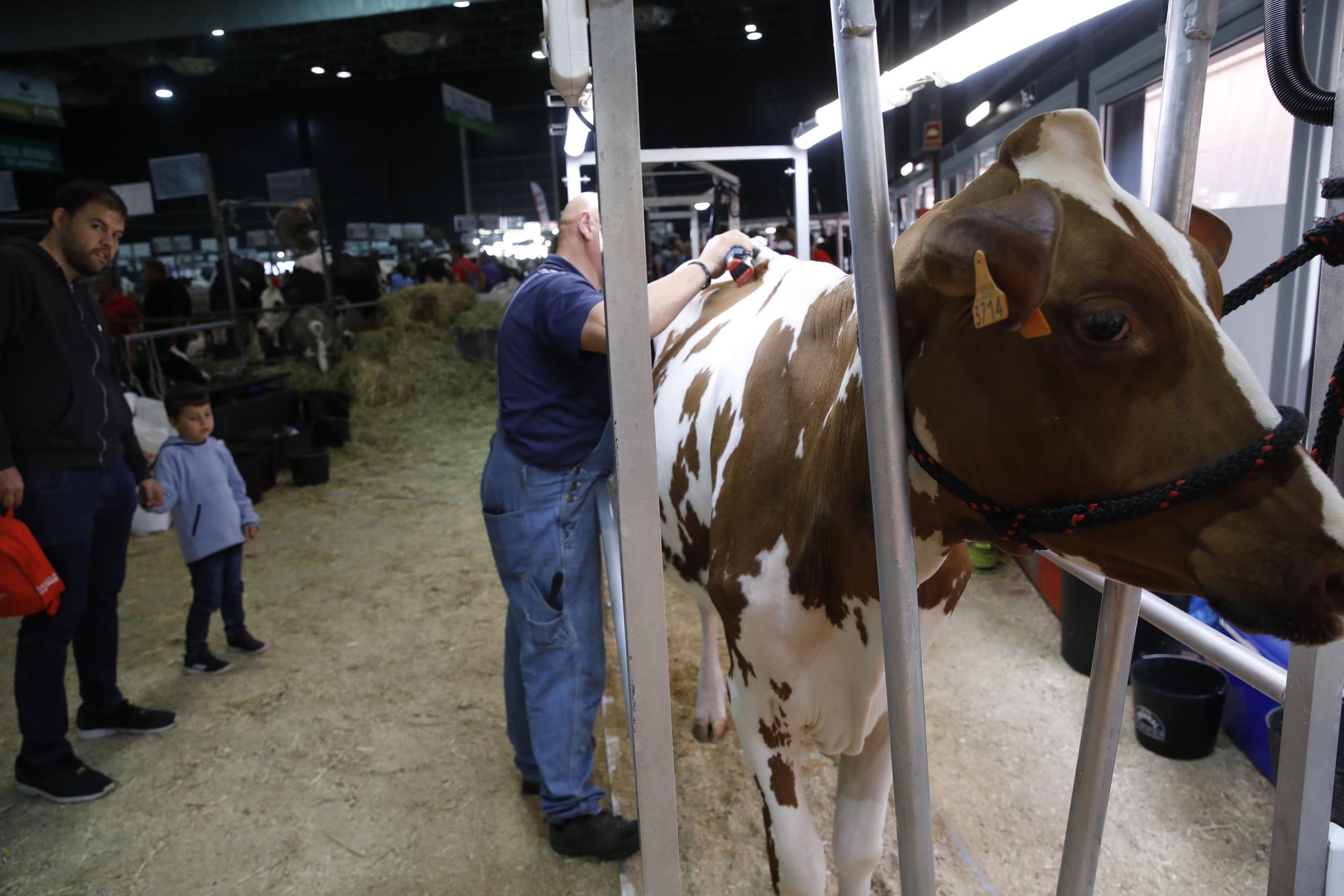 EN IMÁGENES: Gijón acoge una nueva edición de Agropec