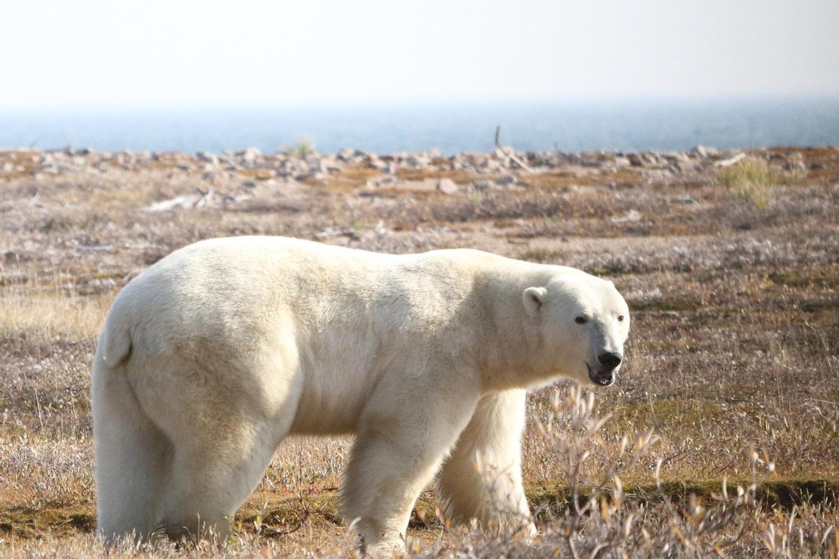 Los osos polares corren el riesgo de morir de inanición si el verano ártico se alarga.