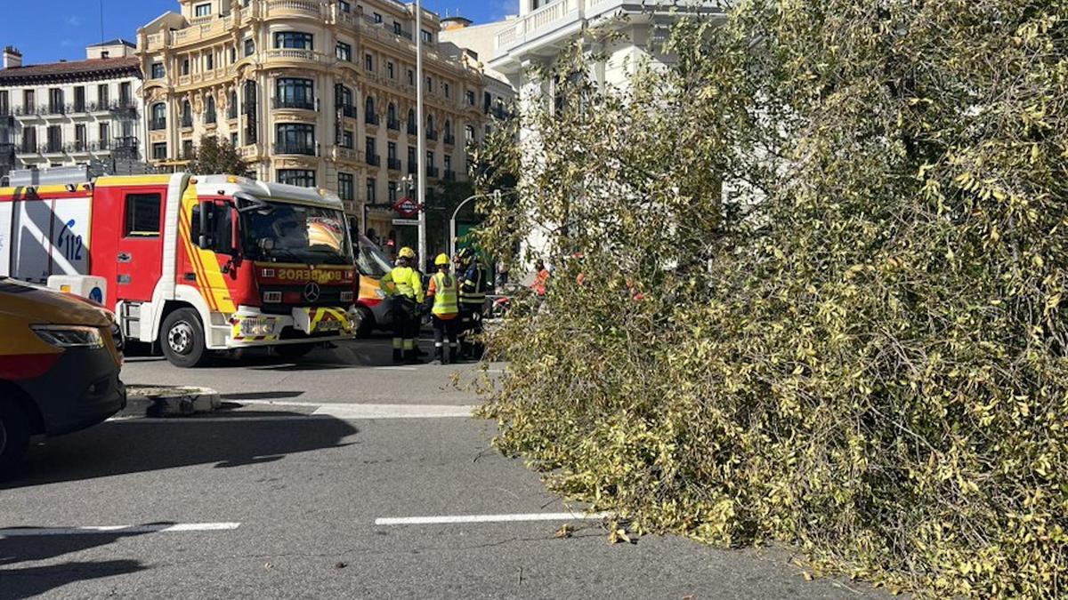 L'arbre caigut al carrer Almagro de Madrid