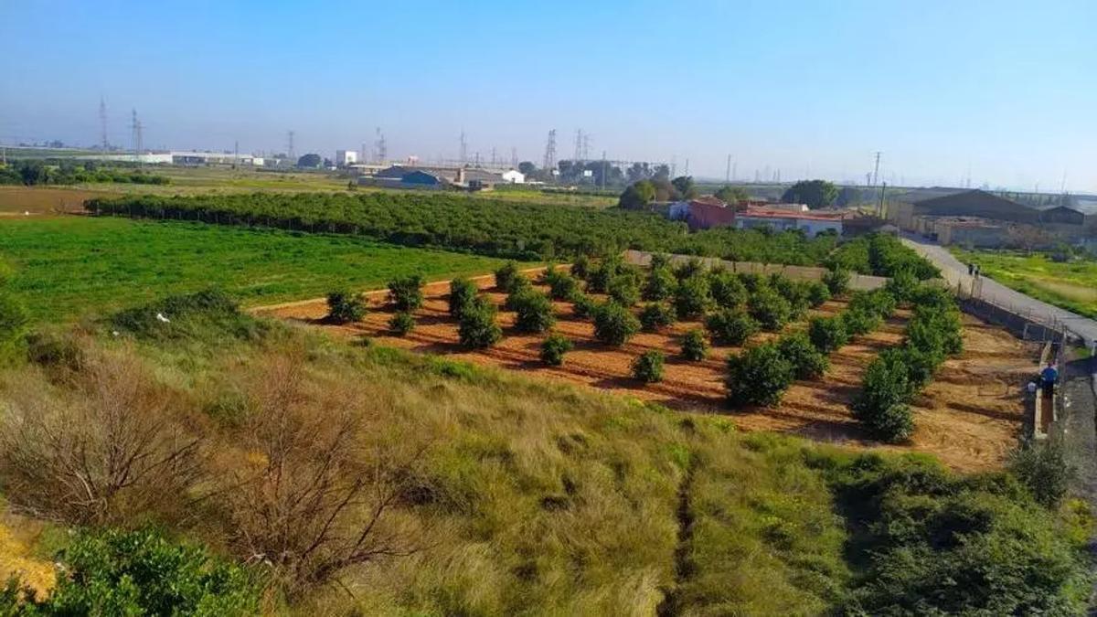 Parcelas cultivadas en gran parte, en Torrent.