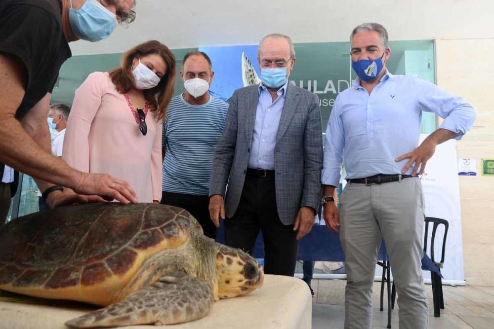 El Aula del Mar libera en el mar la tortuga 'Farolita'