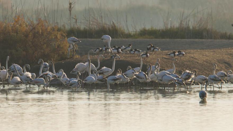 Invernaderos y campings, en el punto de mira entre los espacios de El Hondo y Las Salinas