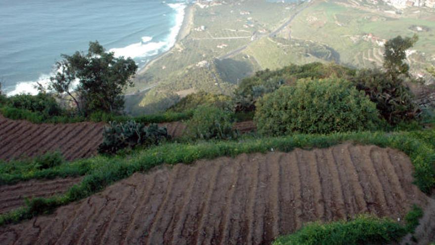 vitalidad Más eje El precio del suelo agrario en Canarias multiplica por ocho la media del  país - El Día