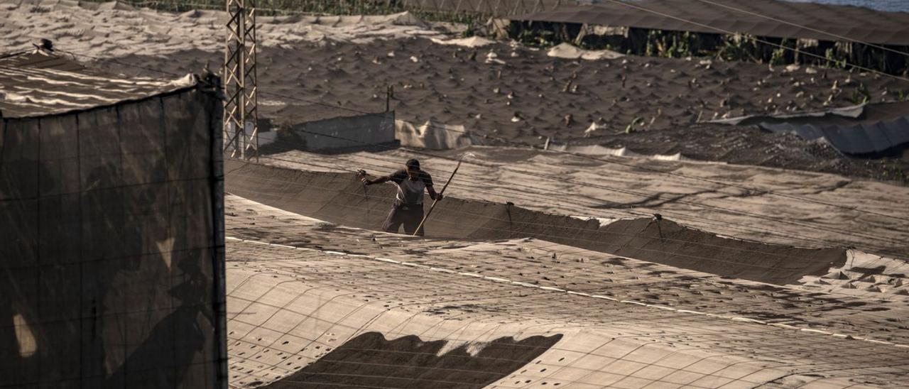 Invernaderos para el cultivo del plátano en la zona de El Remo, afectados por la ceniza del volcán de La Palma. | | ARTURO RODRÍGUEZ