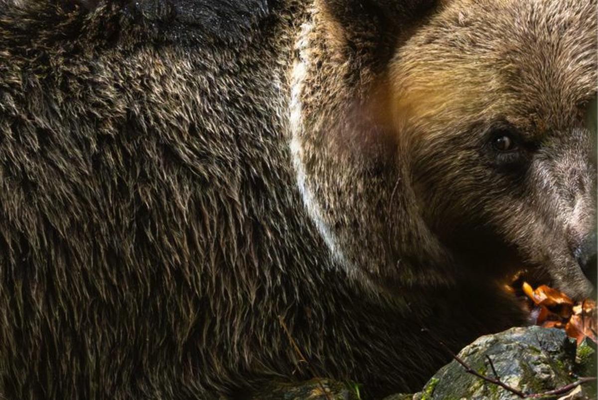 Somiedo, el concejo que retrata a los osos