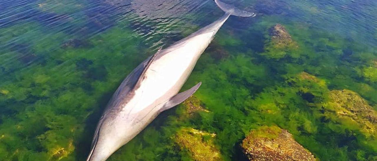 Delfín muerto en el muelle roto de Massó.