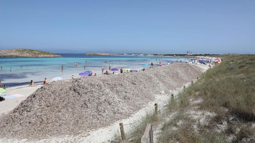 El Consell de Formentera retirará la posidonia de ses Illetes cuando esté seca