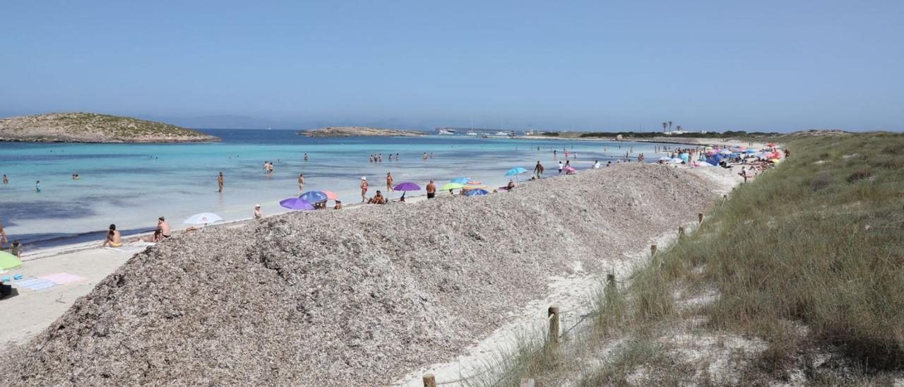 Uno de los montones de hojas de posidonia muerta en la playa de ses Illetes.