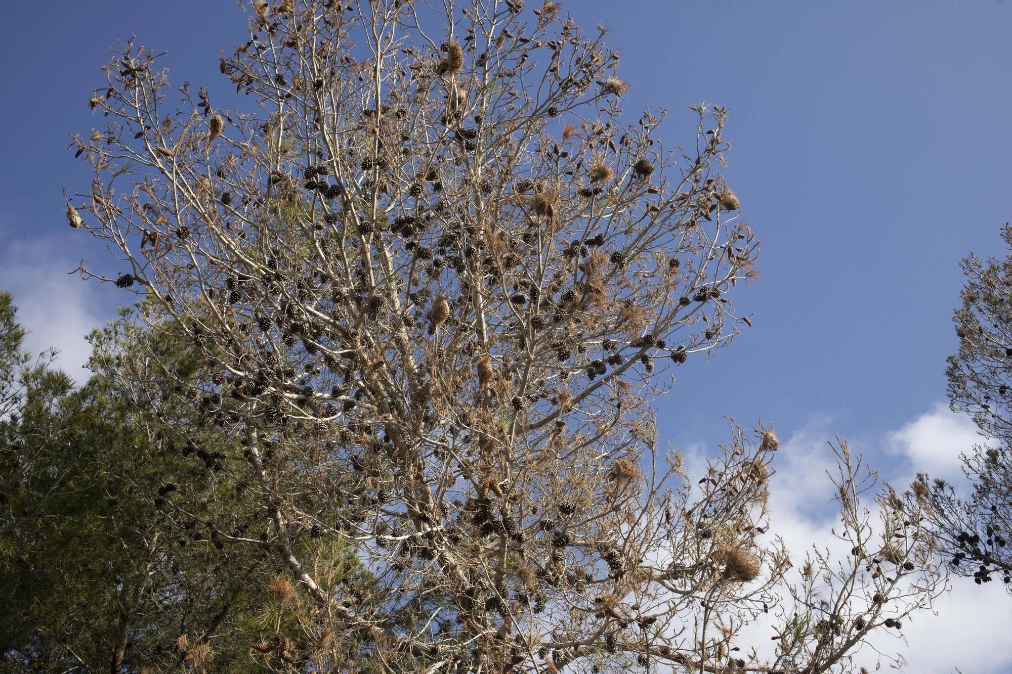 La procesionaria, una plaga que se expande en las zonas naturales
