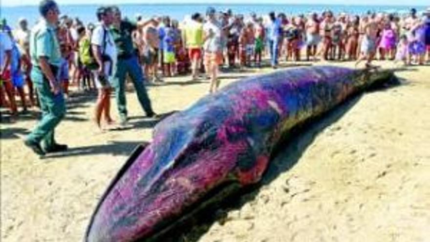 Muere una ballena de 10 metros varada en Mazagón