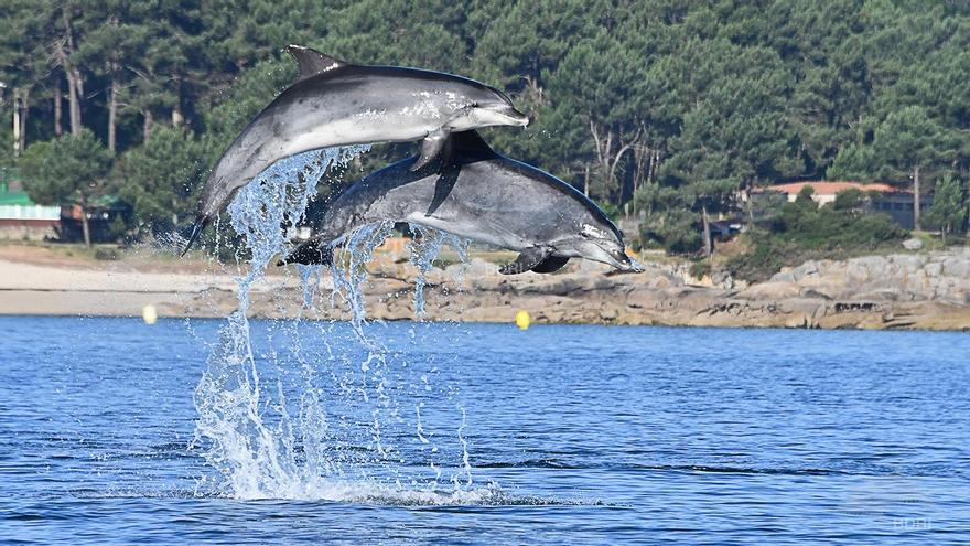 Delfines mulares en la ría de Arousa.