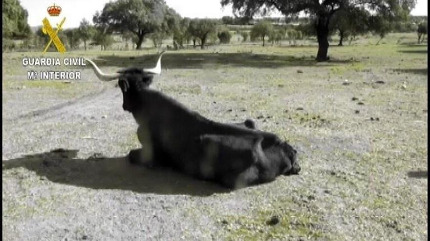 Dos detenidos en Cáceres por no alimentar al ganado de sendas explotaciones