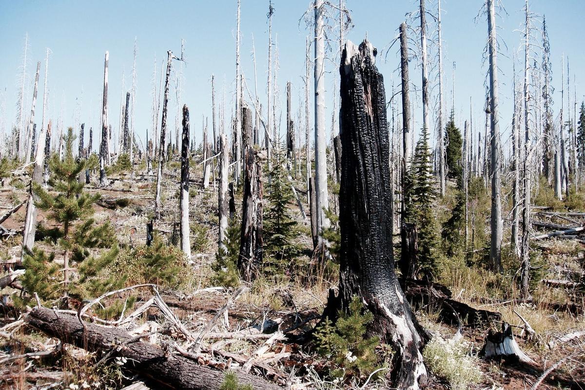 La madera quemada aporta ventajas