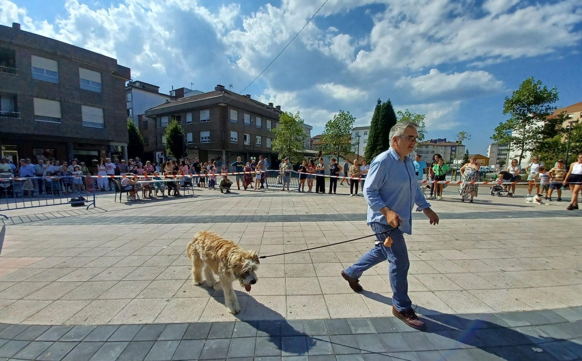 Desfile de perros en Llanera: así fue el concurso popular de canes