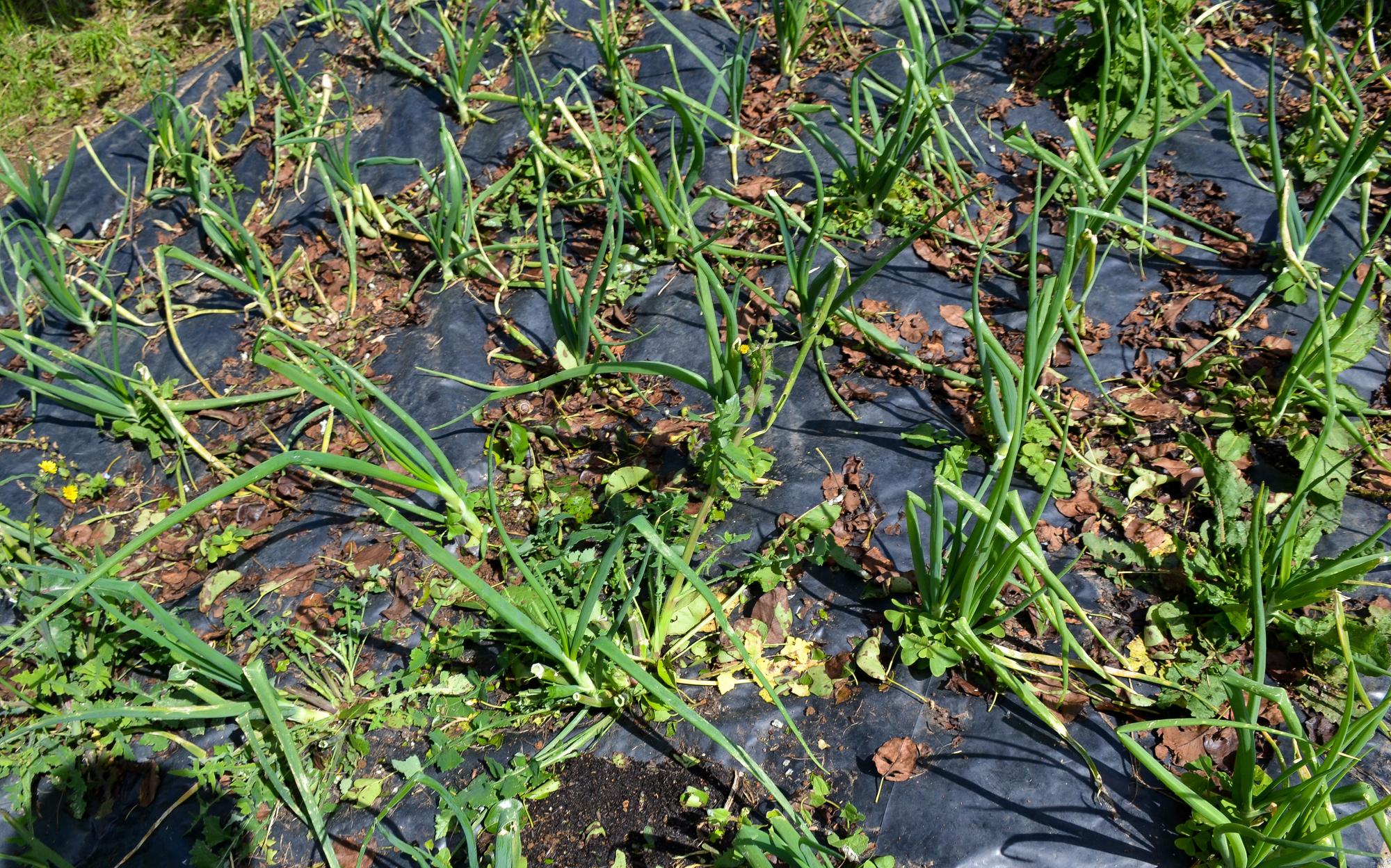 El cultivo de cebolleta, totalmente destrozado, tras el granizo caído.