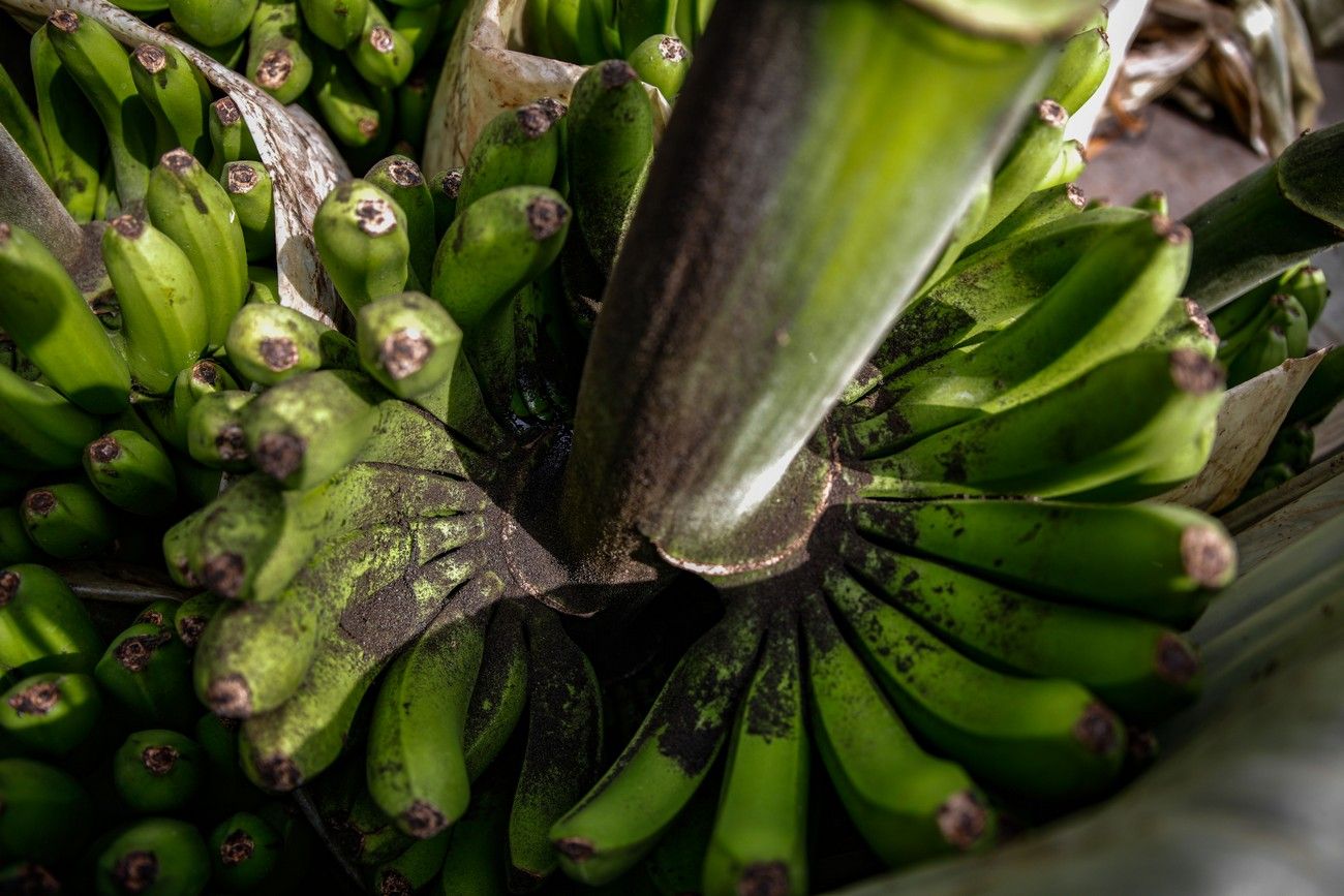 Agricultores recogen los plátanos de sus fincas llenas de ceniza del volcán en erupción en La Palma