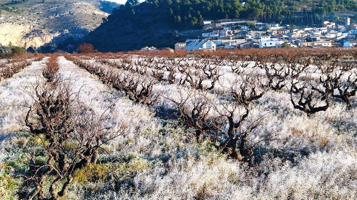 Un campo de viñedos de Llíber cubierto de escarcha