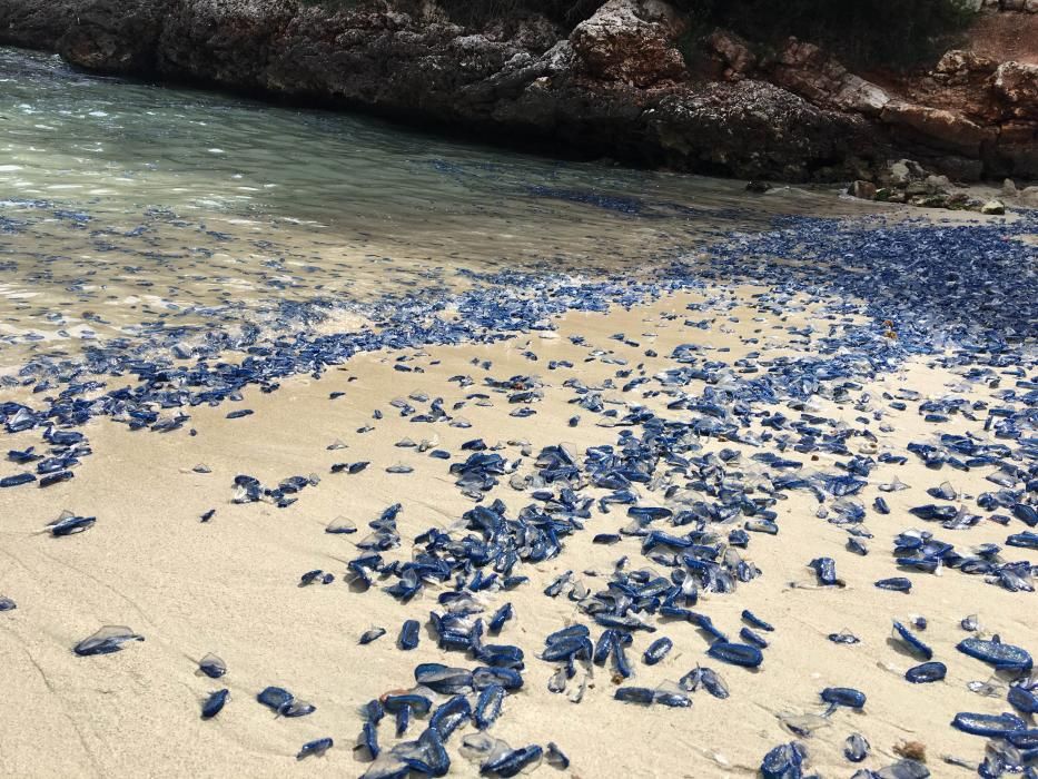 Invasión de velellas en Cala Egos