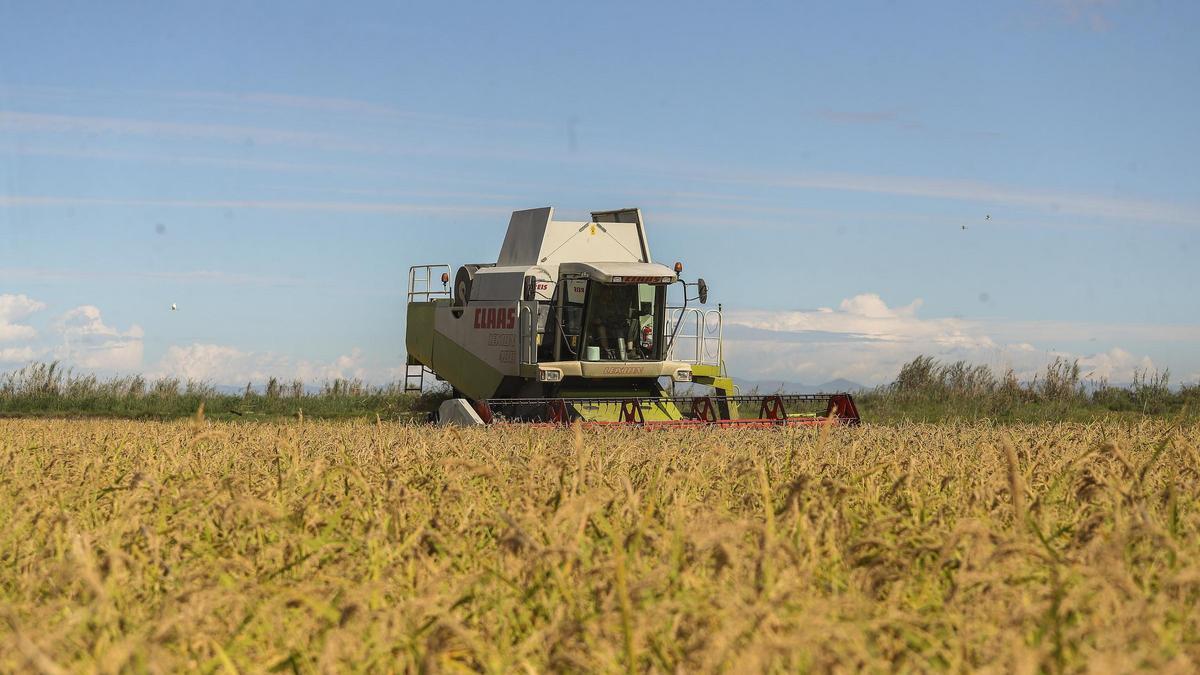Una cosechadora de arroz, en una campo cerca de l'Albufera.