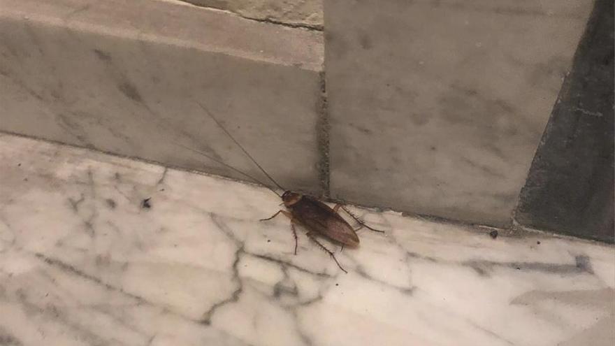 «Un día me desperté con una cucaracha bajo la camiseta»