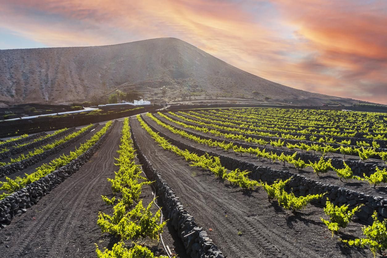 Viñedos volcánicos de La Geria en Lanzarote
