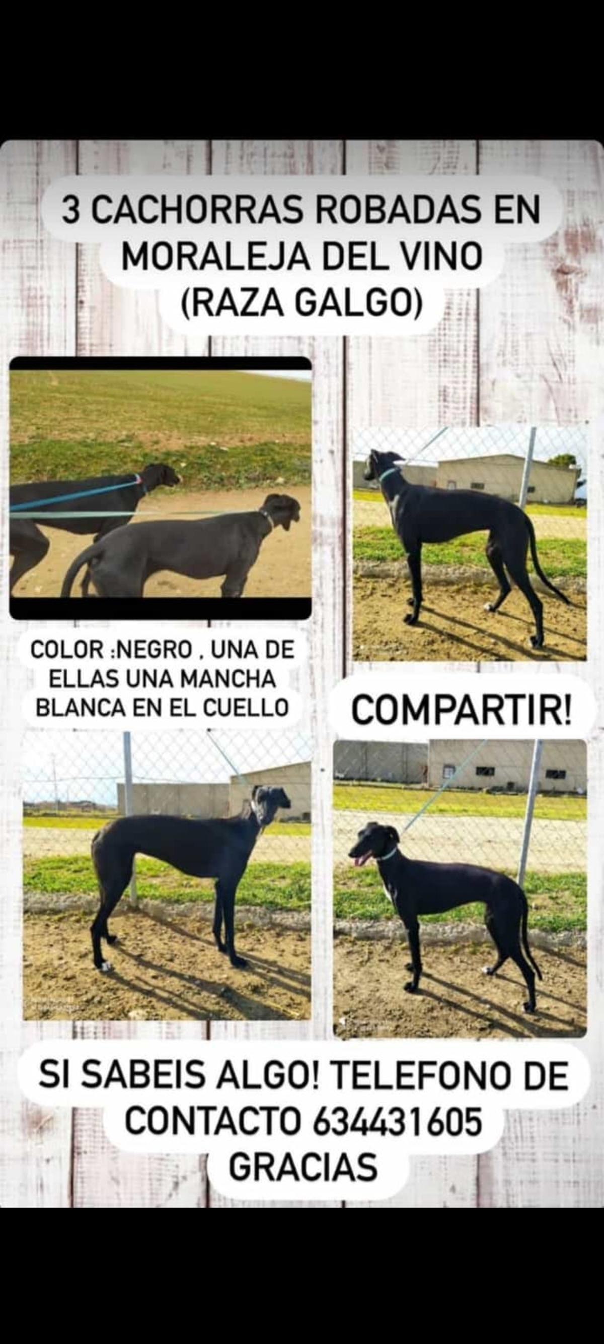 Cartel lanzado por Manuel en las redes sociales con las galgas robadas