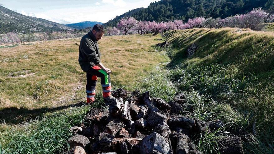 La xylella suma y sigue en Alicante: 315.000 almendros arrancados y 1.500 toneladas menos de producción