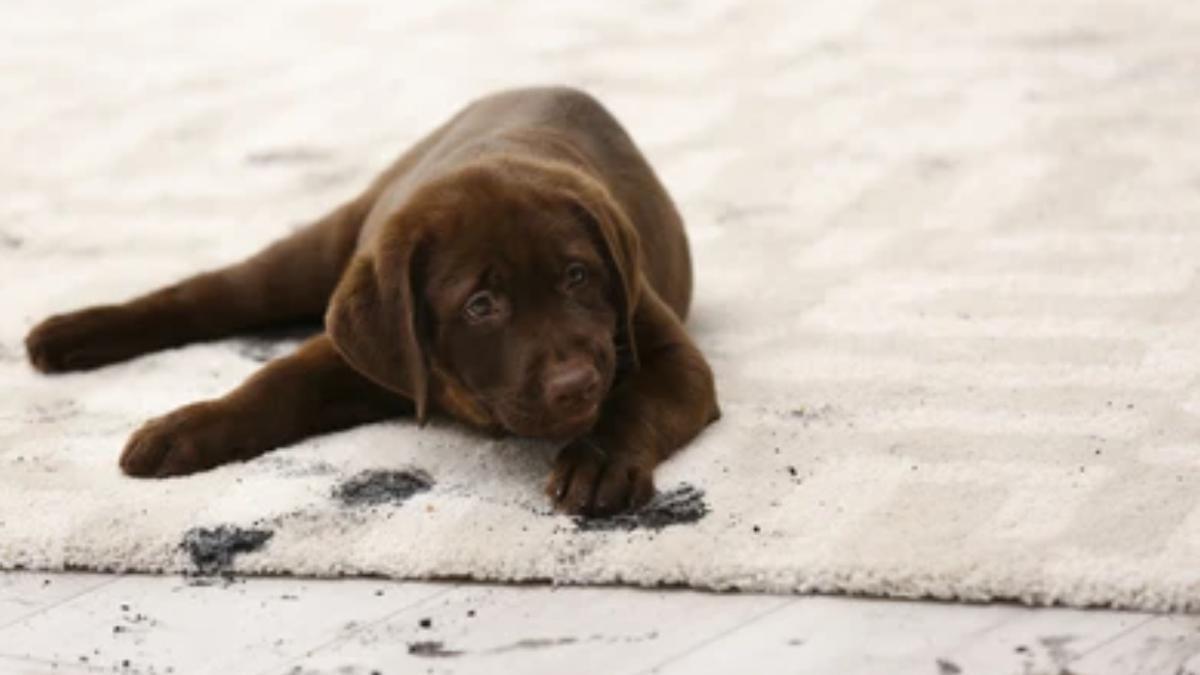 Perro tumbado sobre una alfombra blanca de lana después de mancharla con sus patas llenas de barro.