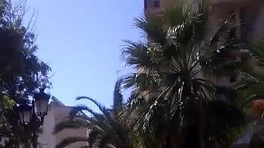 Los operarios de la empresa de jardines talan una palmera frente al Ayuntamiento de Torrevieja