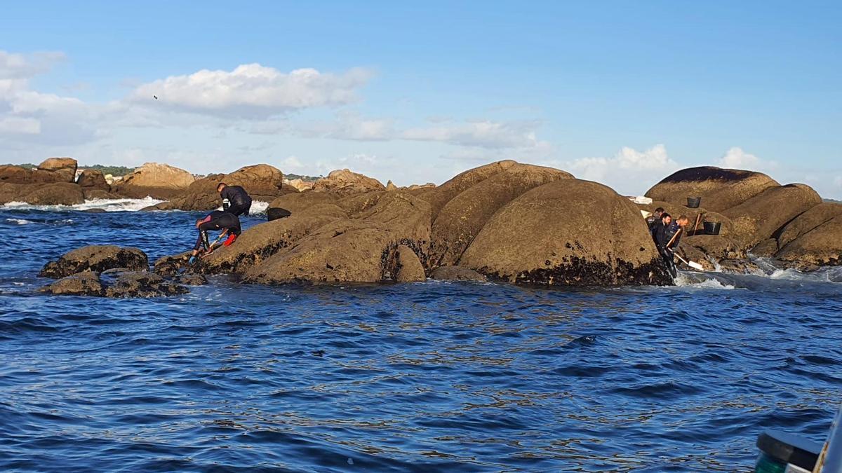 Recolecci&oacute;n de cr&iacute;a de mejill&oacute;n en las piedras de la costa atl&aacute;ntica gallega.